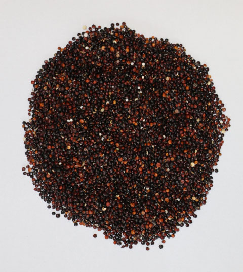 BIO Quinoa Korn (schwarz), 2kg Family Pack