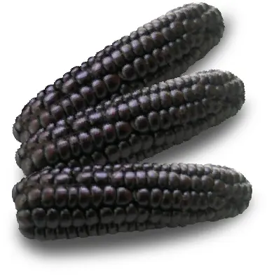 Maiz Morado seco en Mazorca - CostaSierraSilva, 10kg